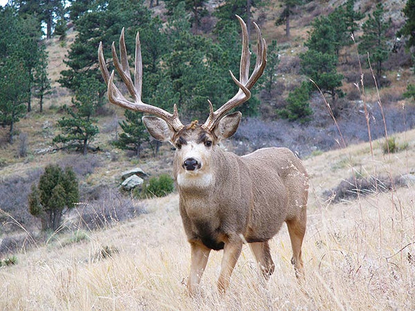 SUCCESS ON GIANT MULE DEER
