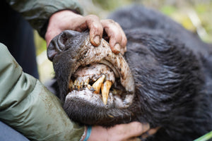 What to Wear for Spring Bear Hunting in Canada